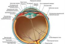 Строение и функции органов зрения человека